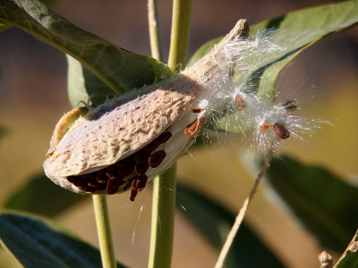 [This crescent-shaped pod has barely opened. The many seeds are visible, but only a few puffs of white can be seen.]